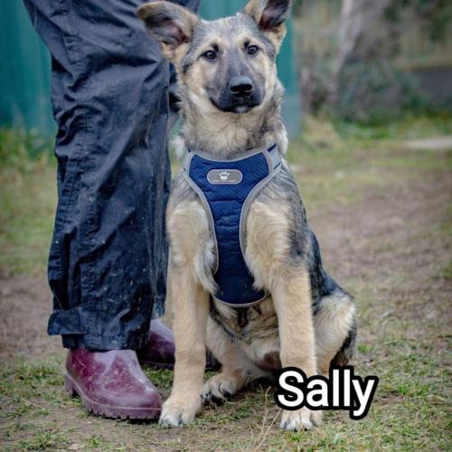 Sally 