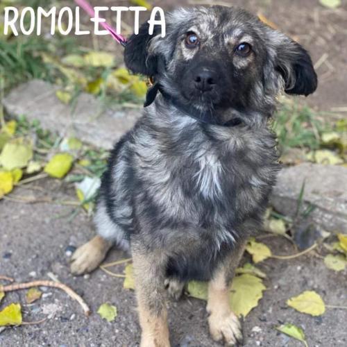 Romoletta 