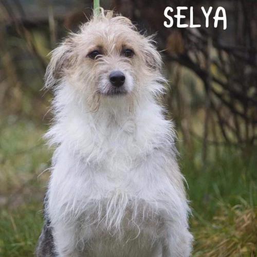 Selya 