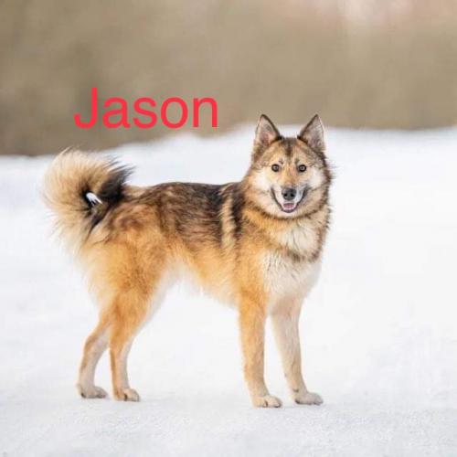 Jason, family dog!