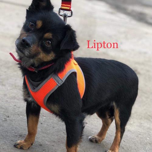 Lipton, mini - rottweiler :-)