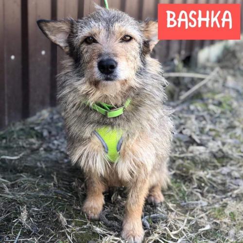 Bashka 