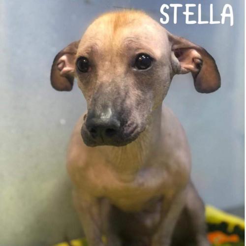 Stella, wachtend op haar familie in Nederland! 