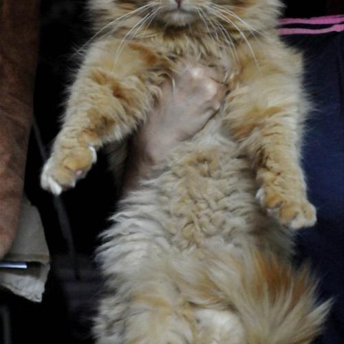 Ludwig -rasechte perzische kat