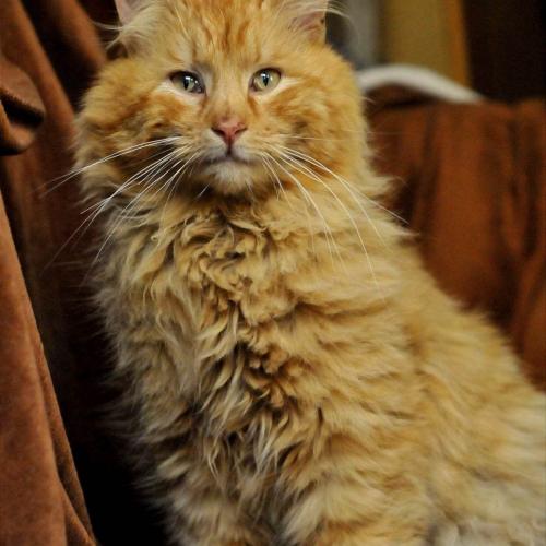 Ludwig -rasechte perzische kat