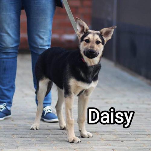 Daisy, vriend voor kinderen!