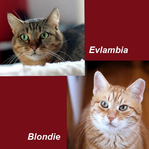 Blondie + Evlambia