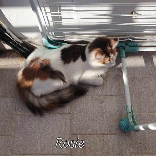 Rosie & Snowy
