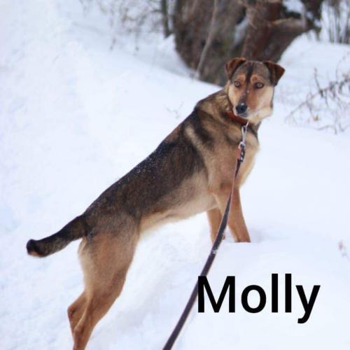 Molly2, hond met een glimlach