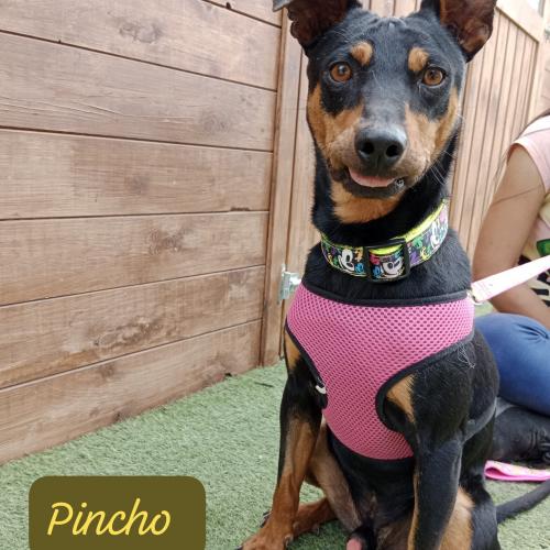 Pincho (sociaal en actief)