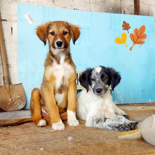 Meerdere honden ter adoptie