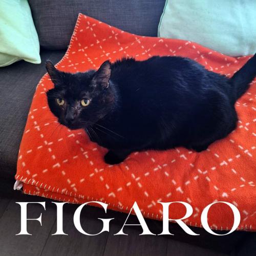 Figaro 