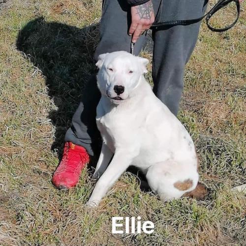 Ellie 
